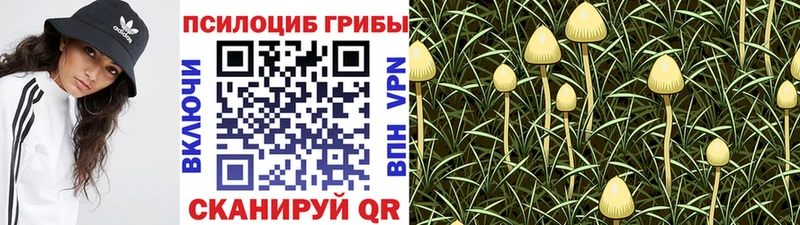 Галлюциногенные грибы Psilocybe  кракен вход  Бронницы  сколько стоит 